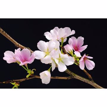 Show details for Cherry Blossoms
