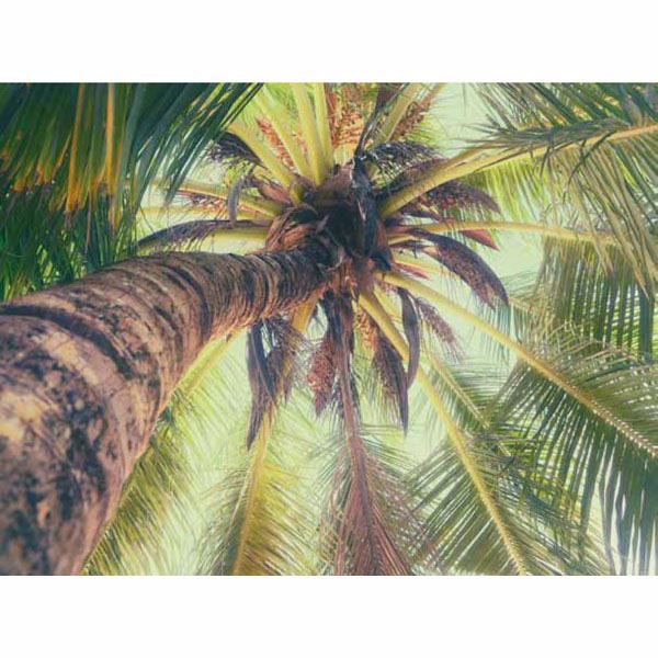 La Palmera Green Vertical Palm View