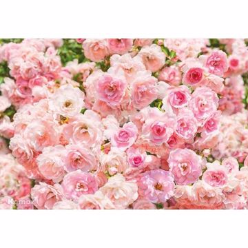 Show details for Rosa