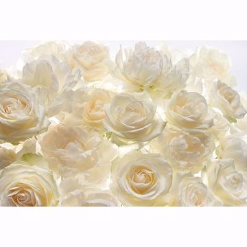 Show details for Ivory Rose Wall Mural