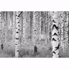 Picture of Birch Forest Wall Mural 