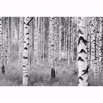 Show details for Birch Forest Wall Mural