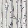 Picture of Birch Tree Peel And Stick Wallpaper