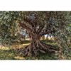 Picture of Komar Olive Tree Wall Mural 