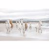 Picture of Komar White Horses Wall Mural 