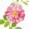 Picture of Peony Wall Mural 