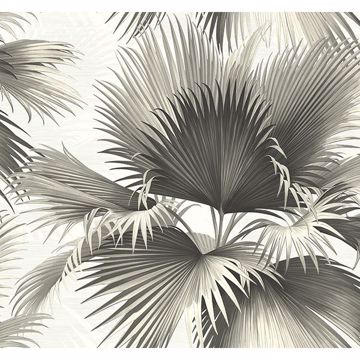 Picture of Endless Summer Black Palm Wallpaper 