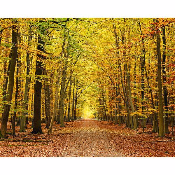 Picture of Autumn Leaves Wall Mural 