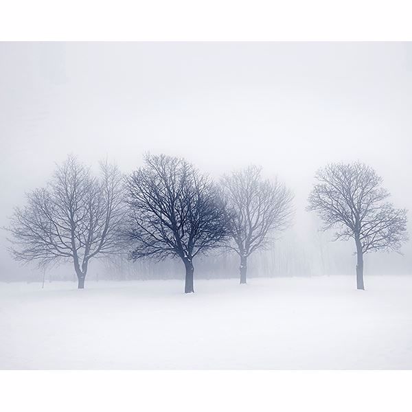 Picture of Winter Trees Wall Mural