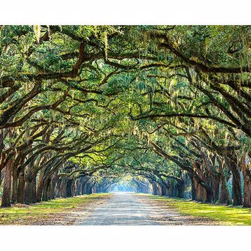 Show details for Ye Old Trees Wall Mural