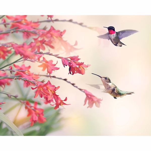 Picture of Humming Birds Wall Mural 