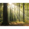Picture of Tranquil Forest Wall Mural 