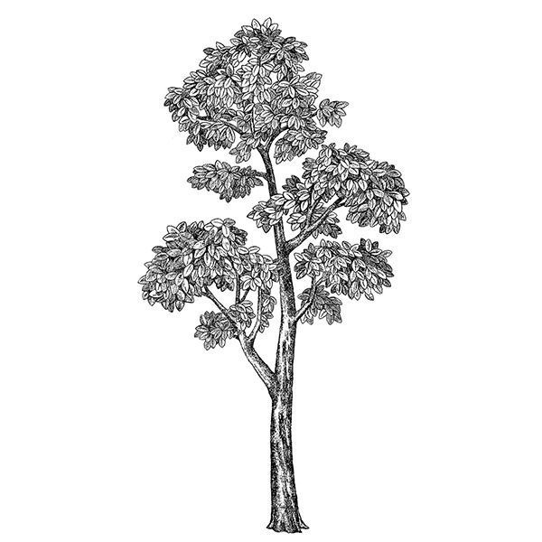 WPK2492 Mulberry Tree Wall Decal by WallPops