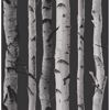 Picture of Distinctive Black Birch Tree Wallpaper 
