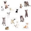 Cats Meow  Wall Stickers