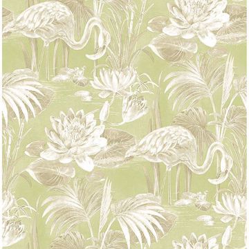 Picture of Miltonia Green Flamingo Wallpaper 