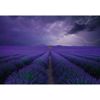 Picture of Field Of Lavender Wall Mural 