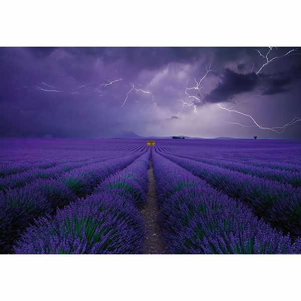 Picture of Field Of Lavender Wall Mural 