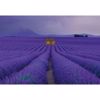 Field Of Lavender Wall Mural