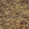 Picture of Abruzzo Brown Wolf Wave Wallpaper