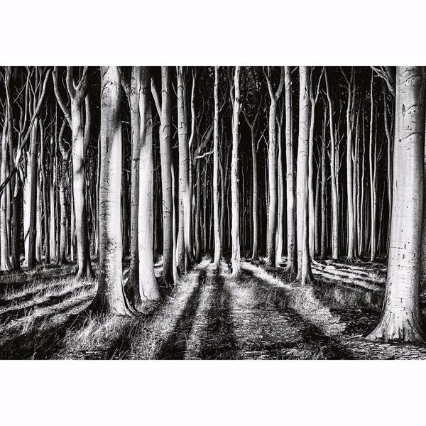 Picture of Ghost Forest Non Woven Wall Mural