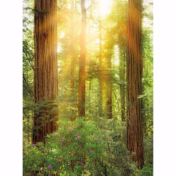 Picture of Redwood Wall Mural
