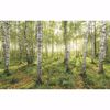 Picture of Birch Trees Wall Mural