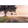 Picture of Misty Morning Wall Mural