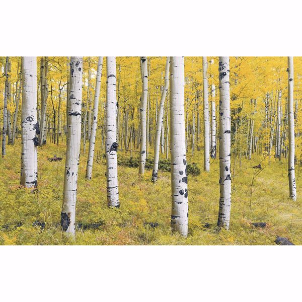 Picture of Birch Tree Forest Wall Mural