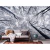 Picture of Frosty Tree Top Wall Mural