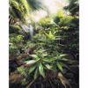 Picture of Green Foliage Wall Mural