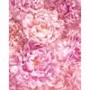 Picture of Pink Peonies Wall Mural