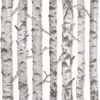 Picture of Merman Light Grey Birch Tree Wallpaper