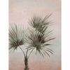 Picture of Durango Palm Ombre Wall Mural