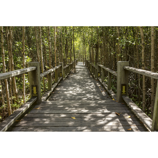 Picture of Mangrove Forest Wall Mural