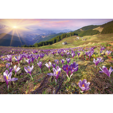 Show details for Crocuses at Spring Wall Mural
