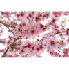 Picture of Apple Blossom Wall Mural