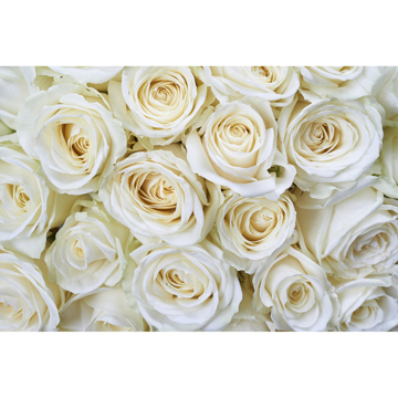 Show details for White Roses Wall Mural