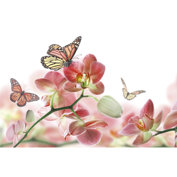 Show details for Orchids and Butterfly Wall Mural
