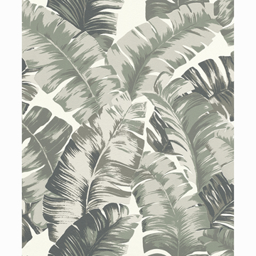 Picture of Pisang Sage Palm Leaf Wallpaper