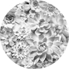 Picture of Echeveria Non Woven Dot Decal