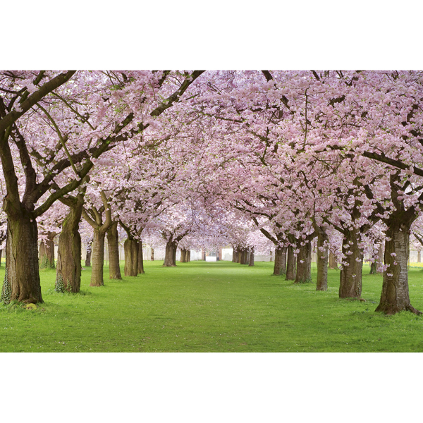 Picture of Cherry Trees Wall Mural