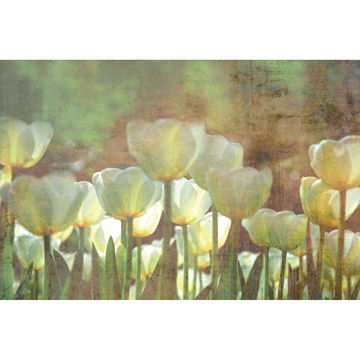 Show details for White Tulips Abstract Wall Mural