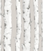 Picture of Downey Birch Tree Peel and Stick Wallpaper