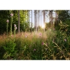 Picture of Summer Glade Wall Mural