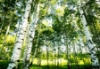 Picture of Sunshine Forest Wall Mural
