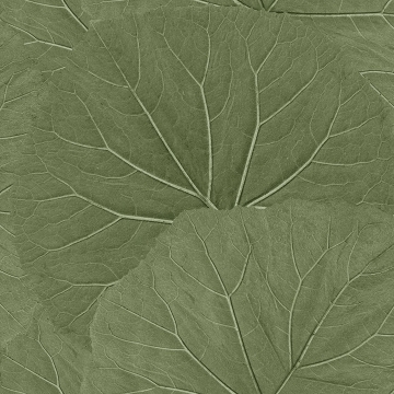 Picture of Xylem Olive Large Leaves Wallpaper