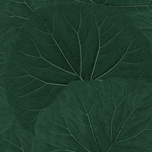 Picture of Xylem Evergreen Large Leaves Wallpaper