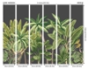 Picture of Verdant Tropical Palm Trees Wall Mural