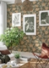 Picture of Bernadina Moss Rosebush Wallpaper